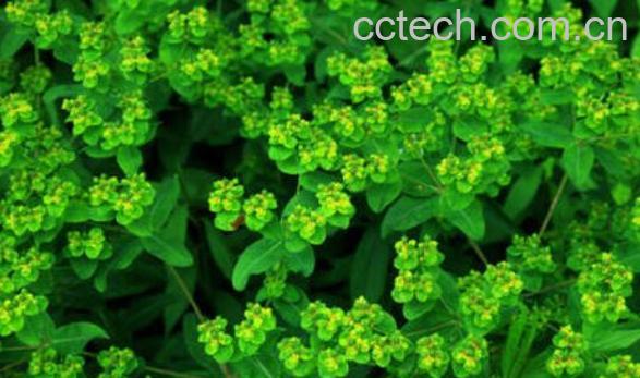 猫眼草泡水喝的功效与禁忌-1