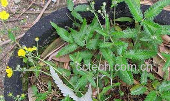 翻白草的功效与作用 翻白草的药用价值-0