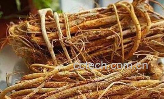 牛奶根的功效与作用及禁忌-0