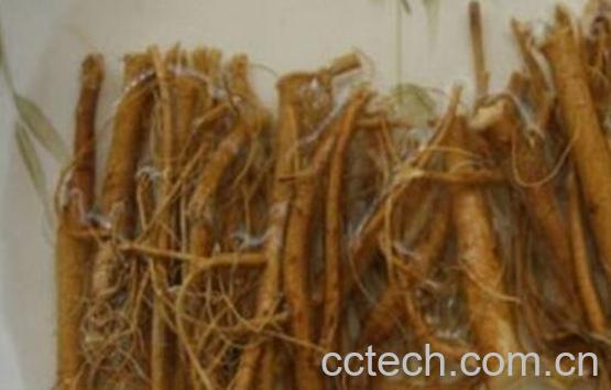 牛奶根的功效与作用及禁忌-1