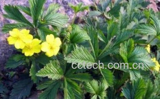 翻白草的功效与作用 翻白草的药用价值-1