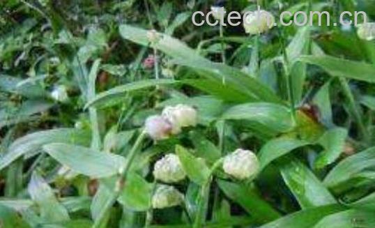 痰火草的功效与作用 痰火草的副作用-0