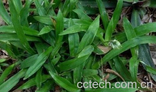 痰火草的功效与作用 痰火草的副作用-1