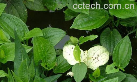 三白草的功效与作用 三白草的药用价值与副作用-1