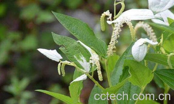 三白草的功效与作用 三白草的药用价值与副作用-0