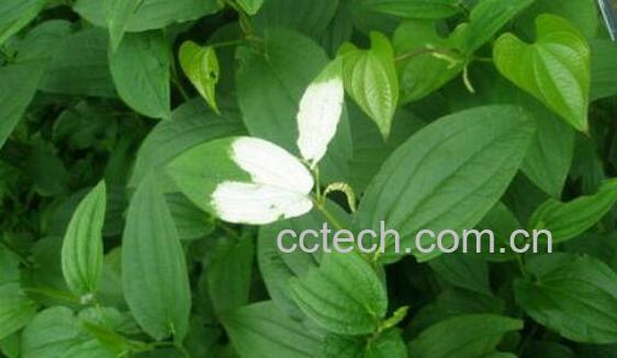 三白草花的功效与作用-0