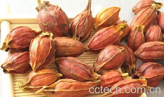 沙栀子的功效与作用-0