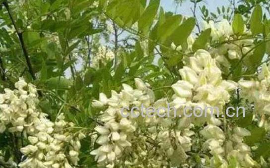 刺槐花的药用价值与副作用-0