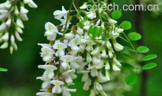 刺槐花的药用价值与副作用-1