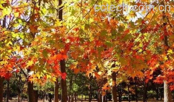 元宝枫的功效与作用及副作用-1