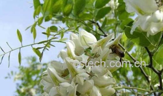 洋槐花的药用价值与副作用-1