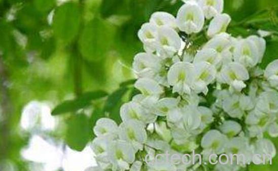 洋槐花的药用价值与副作用-0