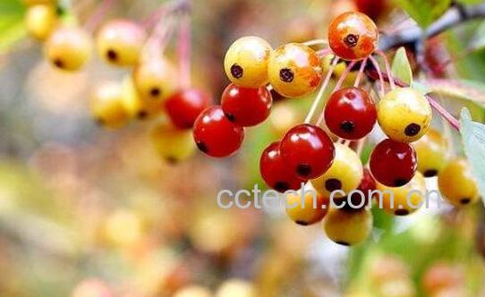 山荆子的功效与作用及药用价值-0