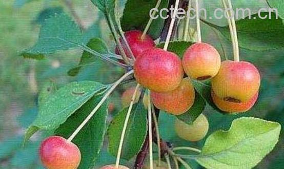 山荆子的功效与作用及药用价值-1