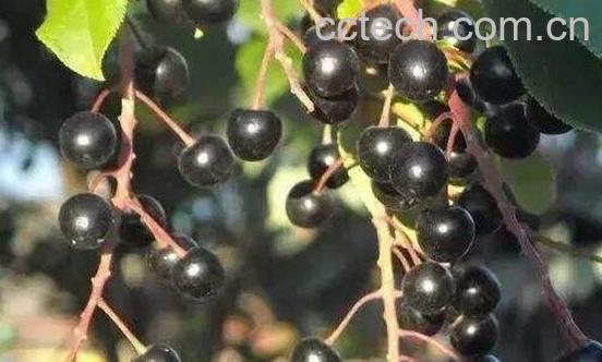 臭李子的功效与作用-0