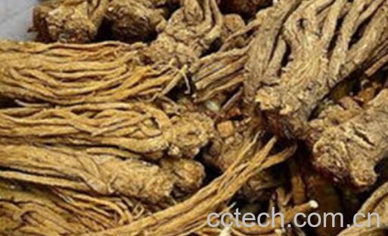 云南西归的功效与作用-1