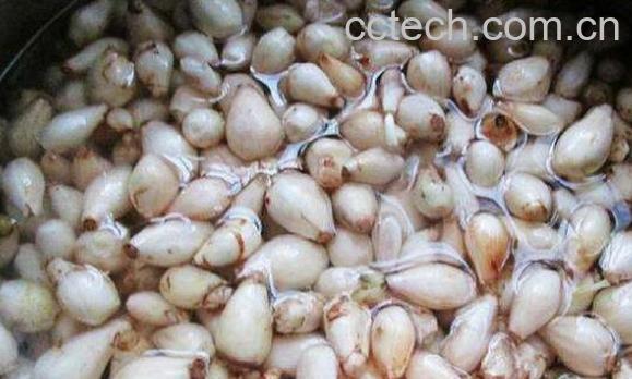 绵枣的功效与作用-1