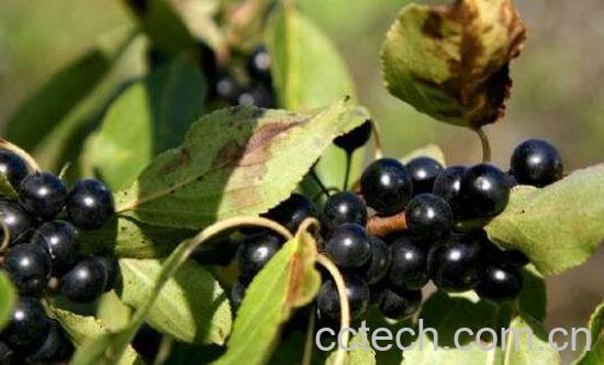 臭李子核的药用价值-0