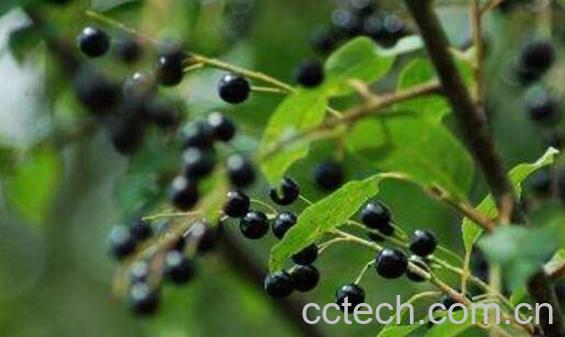 臭李子核的药用价值-1