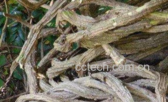 乌骨藤和通关藤区别 乌骨藤的功效-0