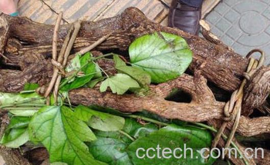 乌骨藤的功效与作用 乌骨藤的药用价值-0