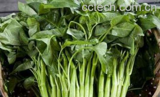 蕹菜的功效与作用及禁忌-1