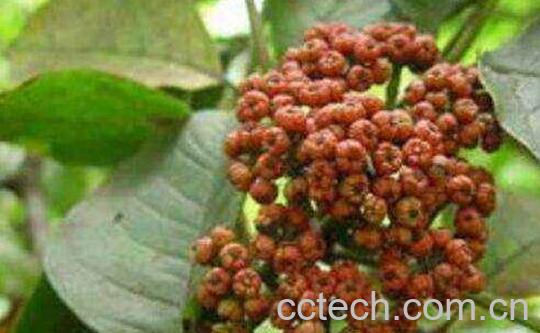 吴茱萸的功效与作用 吴茱萸怎么辨别-0