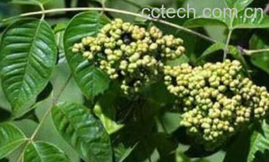 吴茱萸的功效与作用 吴茱萸怎么辨别-1