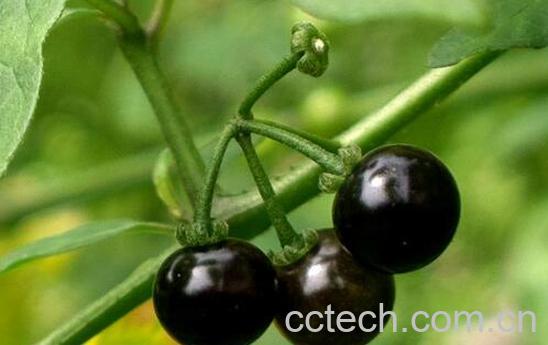 少花龙葵功效与作用-0