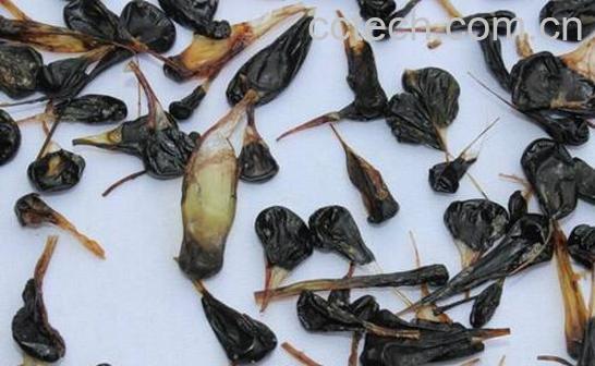  乌蛇胆的功效与作用及禁忌-0