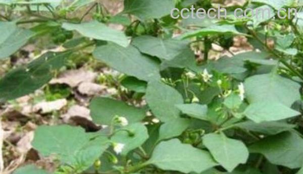 乌点规的功效和作用-0