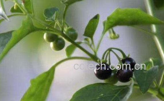 少花龙葵功效与作用-1