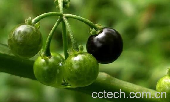 乌点规的功效和作用-1