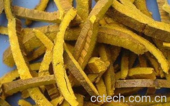 黄柏的功效与作用 黄柏的禁忌-0