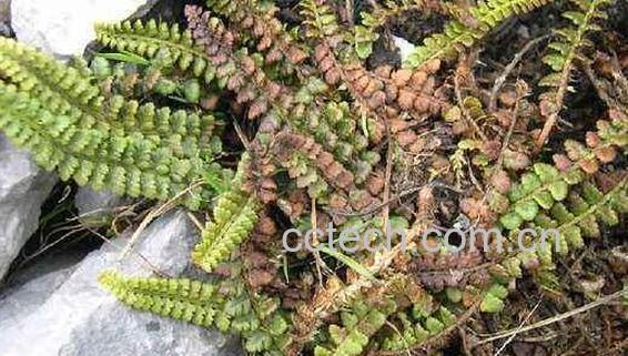 玉龙蕨的功效与作用 玉龙蕨的药用价值-1