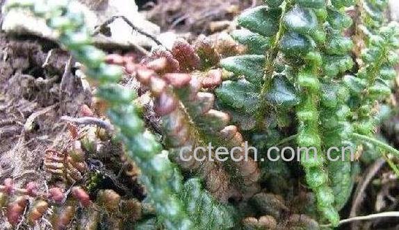 玉龙蕨的功效与作用 玉龙蕨的药用价值-0