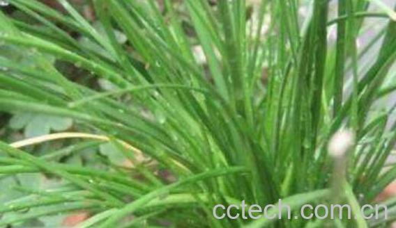 中华水韭的价值有哪些-0