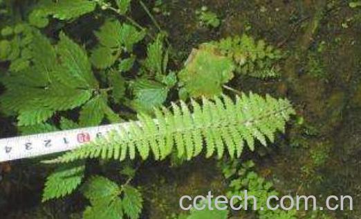 光叶蕨的功效与作用 光叶蕨的药用价值-1