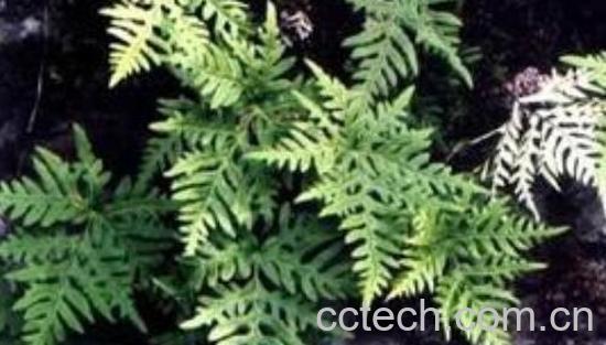 光叶蕨的功效与作用 光叶蕨的药用价值-0