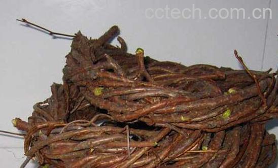 五味子藤的功效与作用及禁忌-1