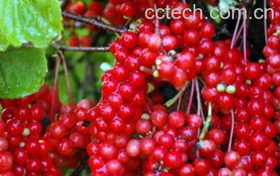 五味子的最大坏处 五味子的副作用与禁忌-1