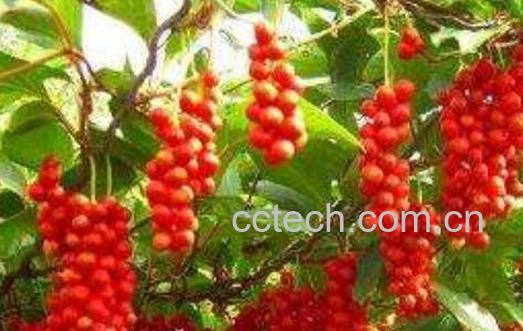 五味子的最大坏处 五味子的副作用与禁忌-0