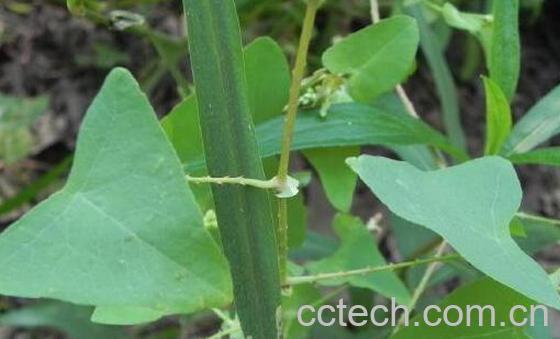 退血草的功效与作用及禁忌-0