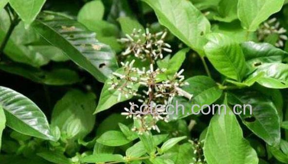 鸡矢藤的功效与作用及禁忌-0