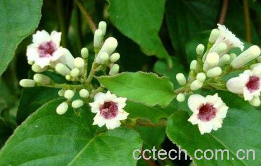 鸡矢藤的功效与作用及禁忌-1