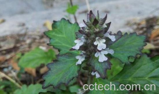 退血草的功效与作用及禁忌-1