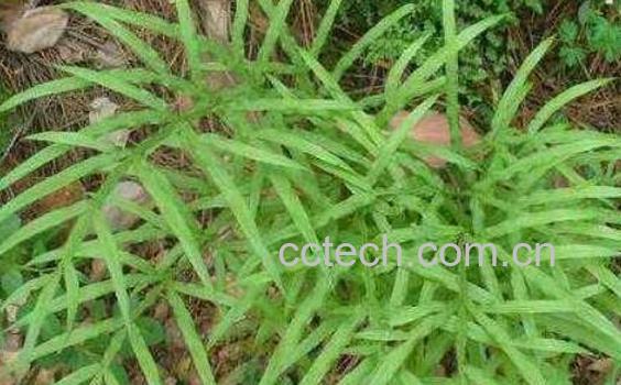 舒筋草的功效与作用及禁忌-1