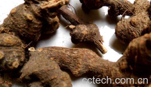 金荞麦的功效与作用有哪些-1