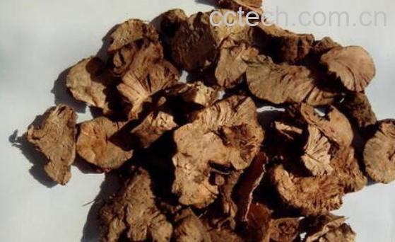 金荞麦的功效与作用有哪些-0