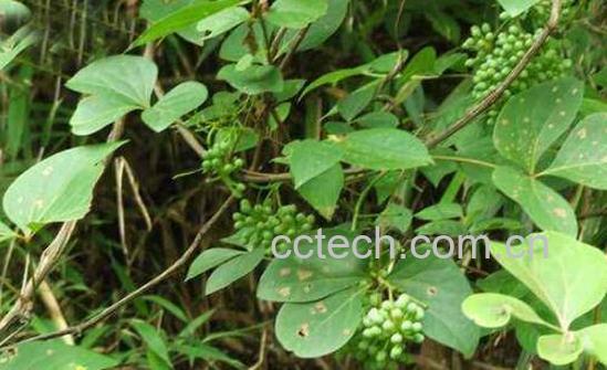 大血藤的使用方法 大血藤的食用方法-0